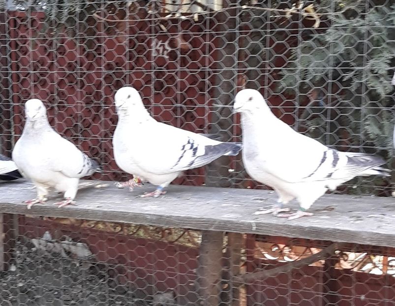  - Păsările mele