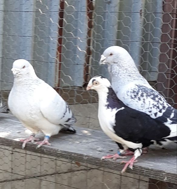  - Păsările mele