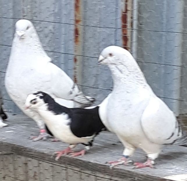  - Păsările mele