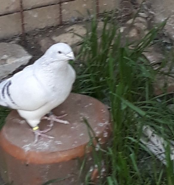  - Păsările mele