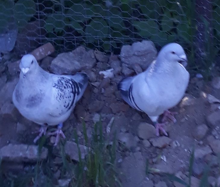  - Păsările mele