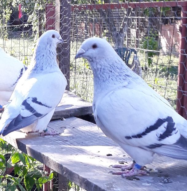  - Păsările mele