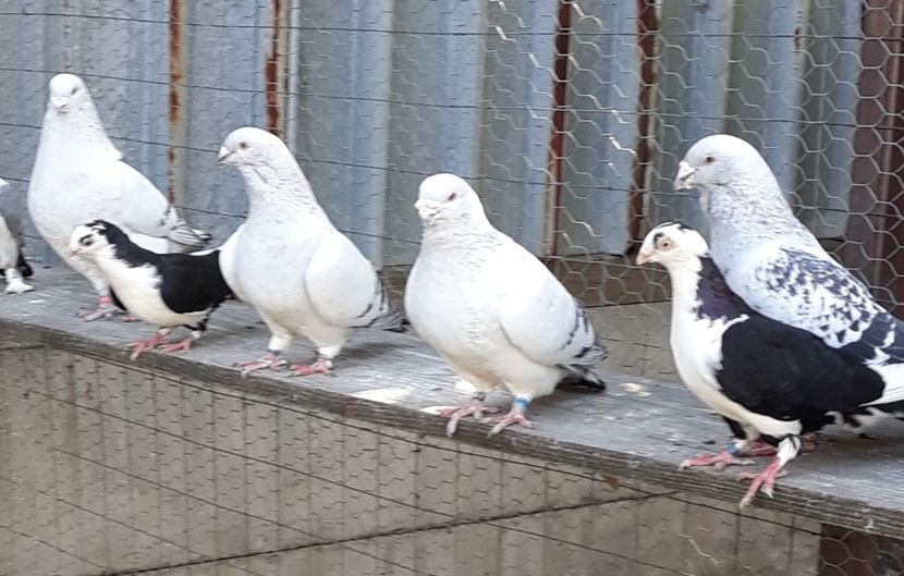  - Păsările mele