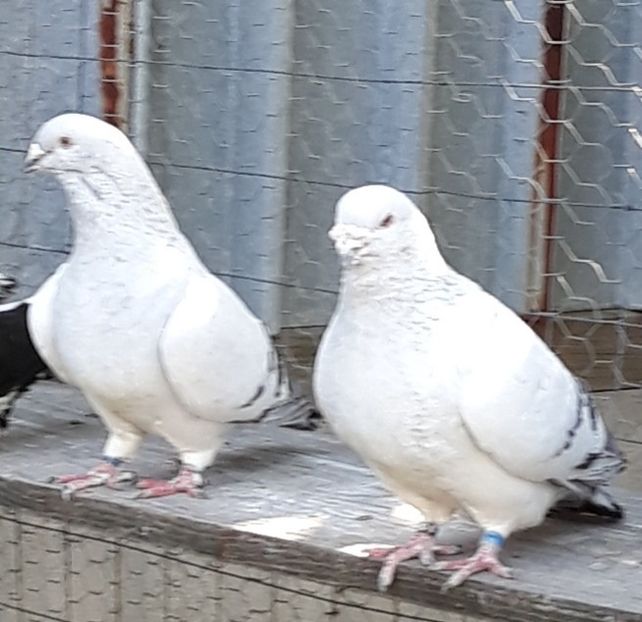 - Păsările mele
