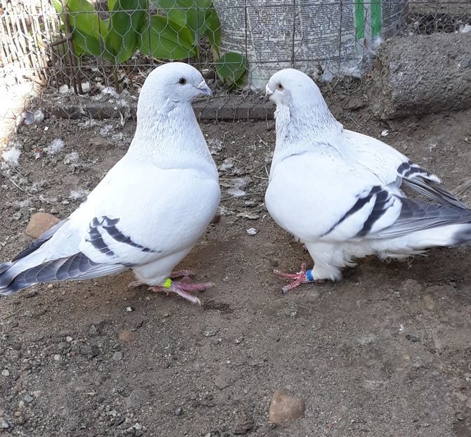  - Păsările mele