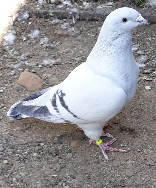  - Păsările mele
