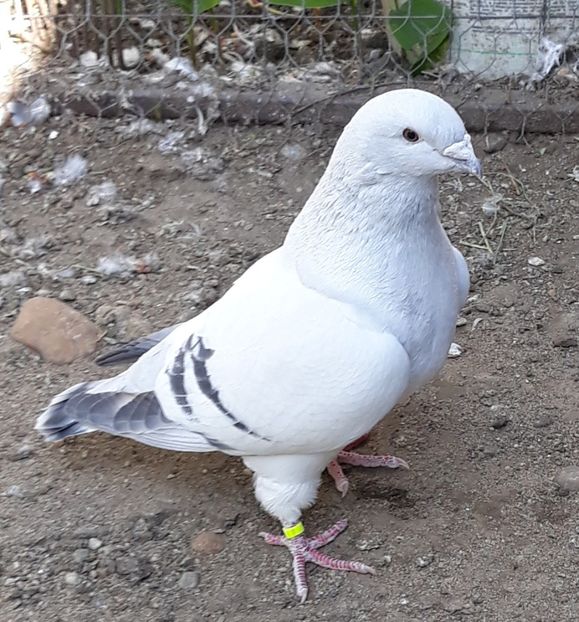  - Păsările mele