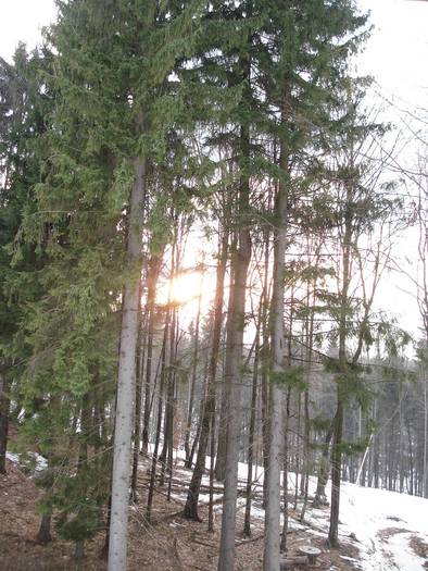  - Suior- Mogosa -Maramures