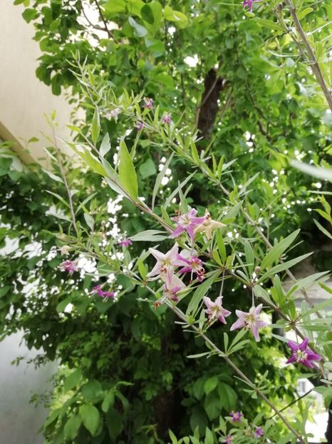 Goji berry, 01.05.2020 - Grădina 2020 continuare 1