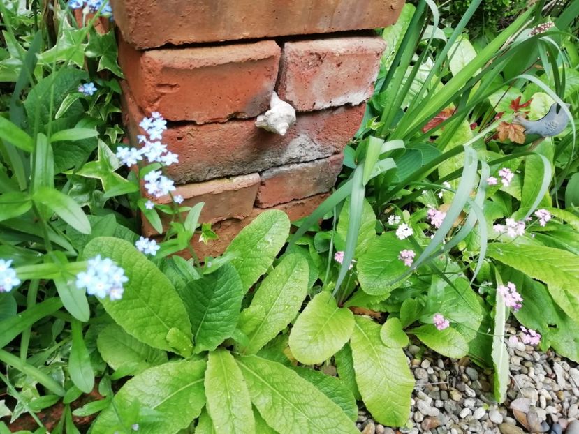  - Grădina 2020 continuare 1