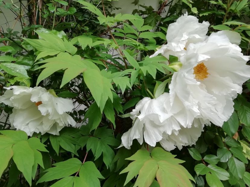  - Grădina 2020 continuare 1