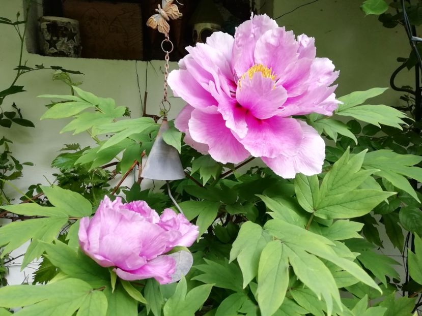  - Grădina 2020 continuare 1