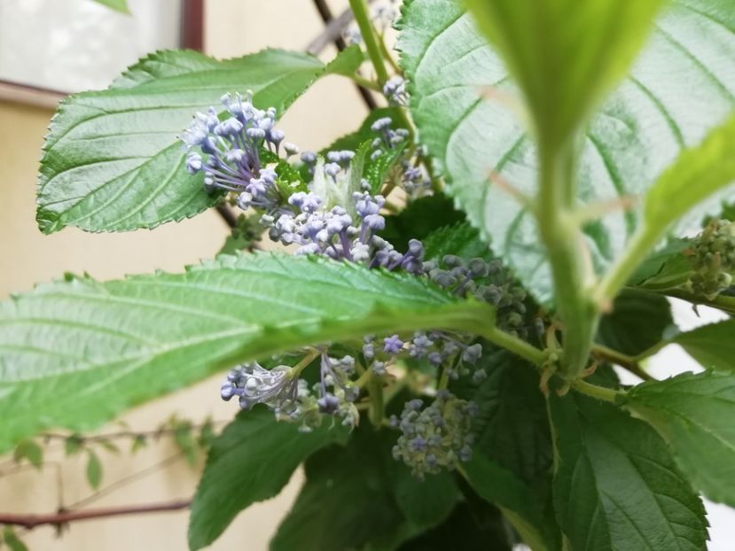 Henri Desfosse? - Grădina 2020 continuare 1