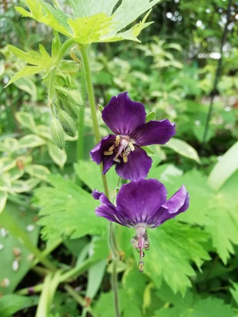 Geranium phaeum Klepper - Grădina 2020 continuare 1