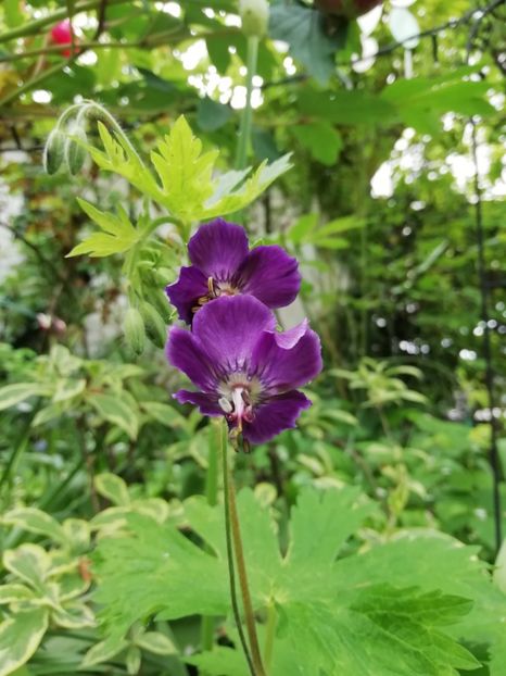  - Grădina 2020 continuare 1