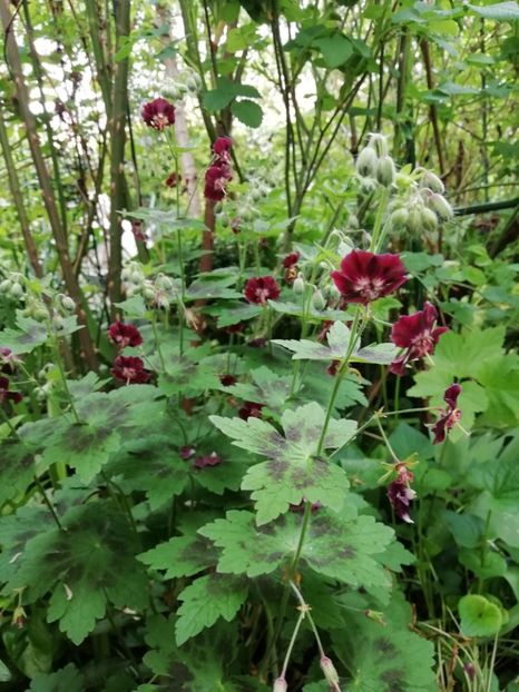 Geranium phaeum Samobor - Grădina 2020 continuare 1