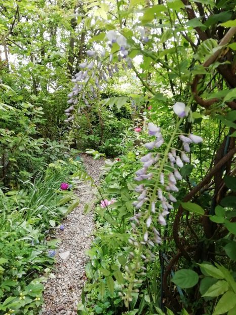  - Grădina 2020 continuare 1