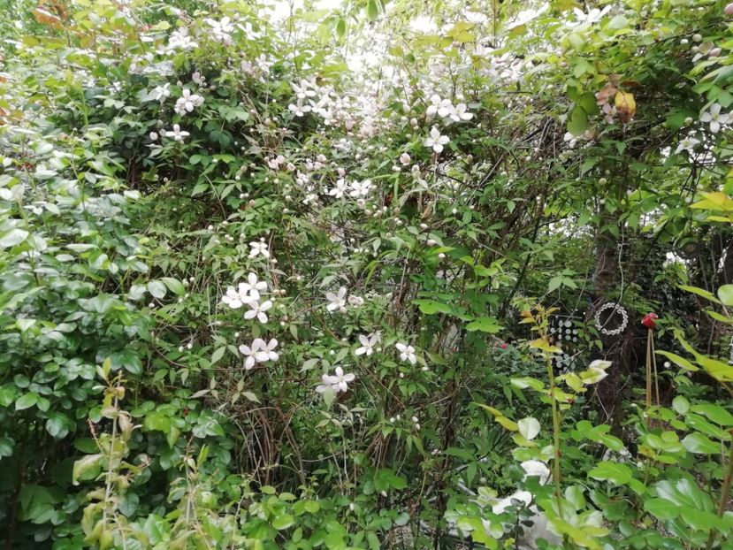  - Grădina 2020 continuare 1