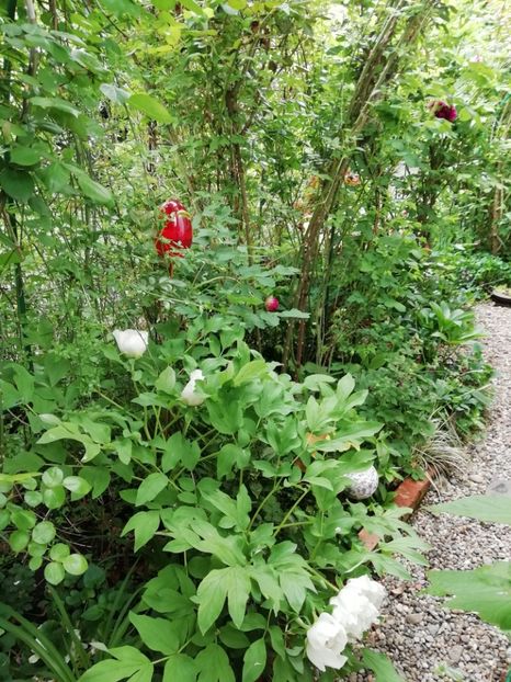  - Grădina 2020 continuare 1