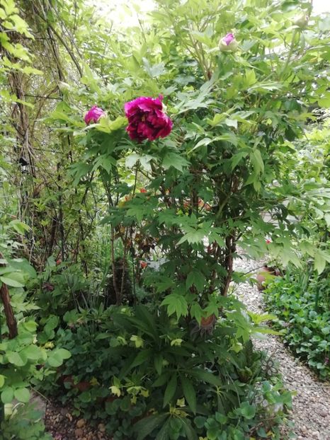  - Grădina 2020 continuare 1