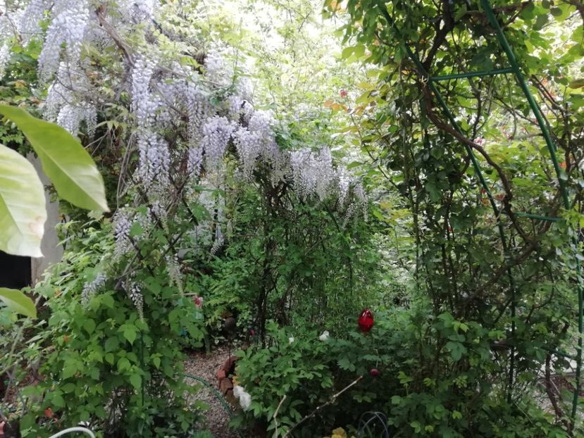  - Grădina 2020 continuare 1