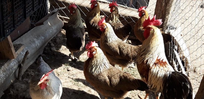 IMG-20200501-WA0008 - italienele