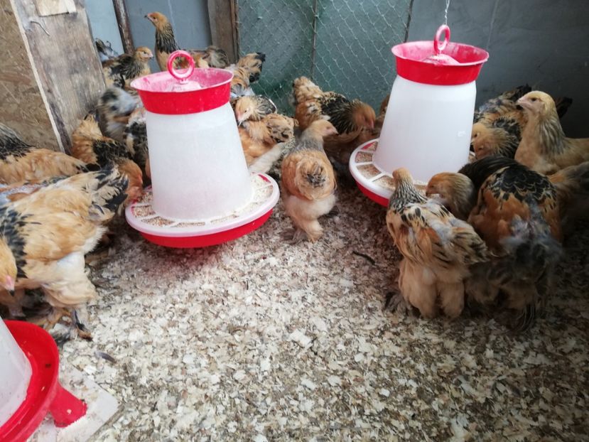  - Brahma Columbia Galben-Negru 2019-2020