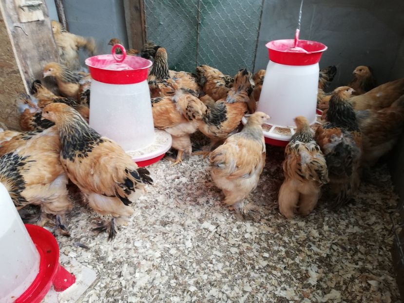  - Brahma Columbia Galben-Negru 2019-2020