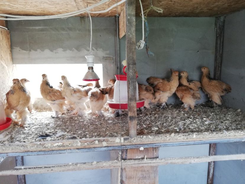  - Brahma Columbia Galben-Negru 2019-2020