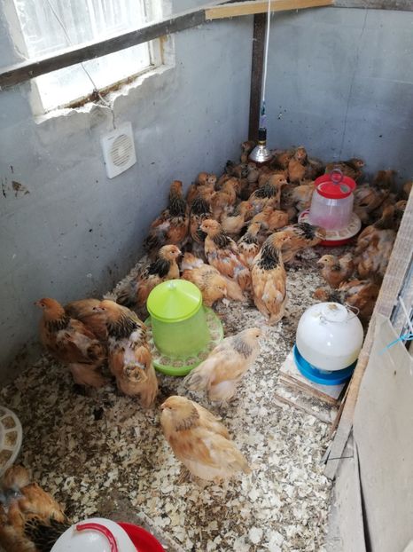  - Brahma Columbia Galben-Negru 2019-2020