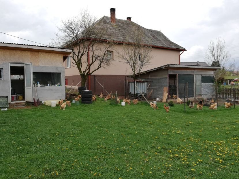  - Brahma Columbia Galben-Negru 2019-2020