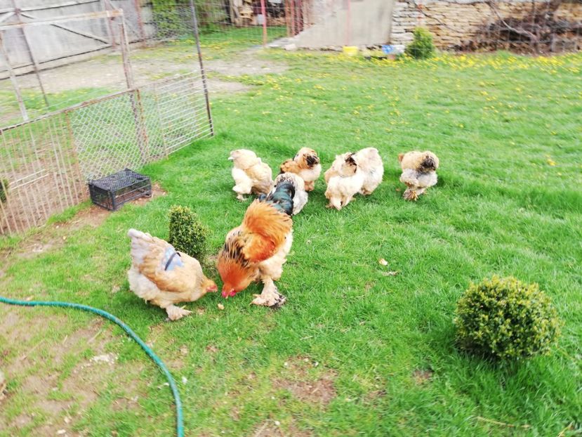  - Brahma Columbia Galben-Negru 2019-2020