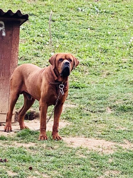 A55EA4F0-B0BC-4484-9F2A-07E7F340B223 - JESSY-catelusa Tosa Inu