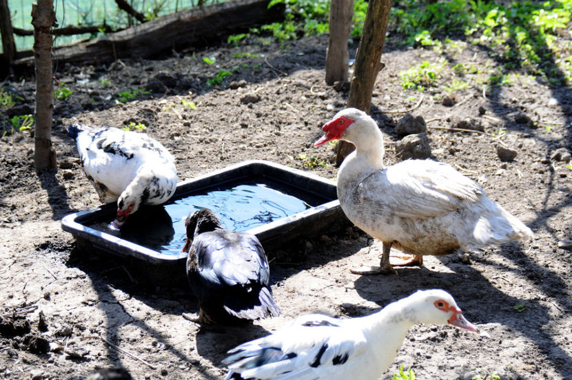  - 04 Rate lesesti 2020