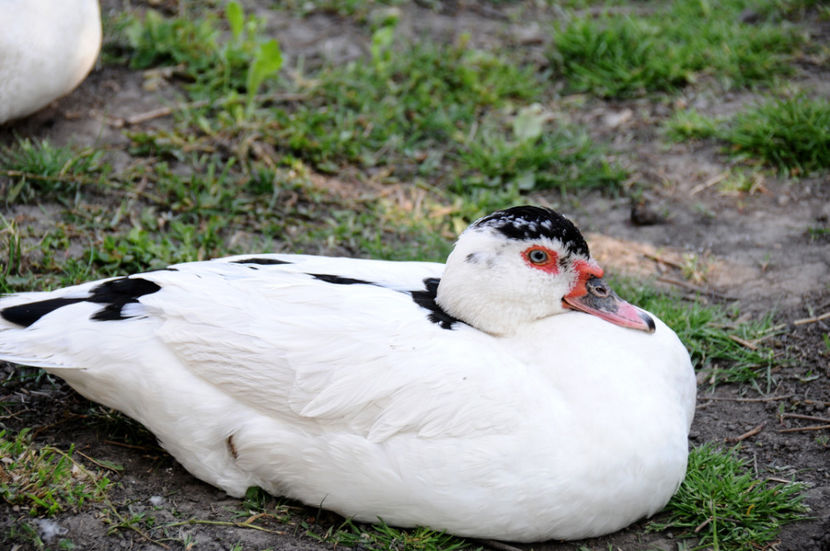  - 04 Rate lesesti 2020