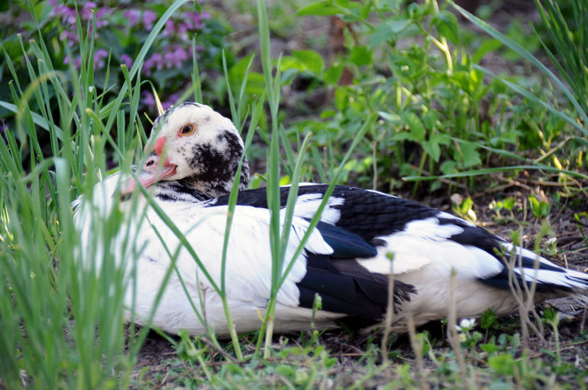  - 04 Rate lesesti 2020