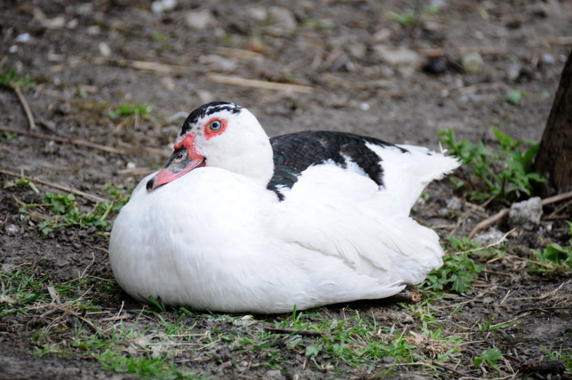  - 04 Rate lesesti 2020