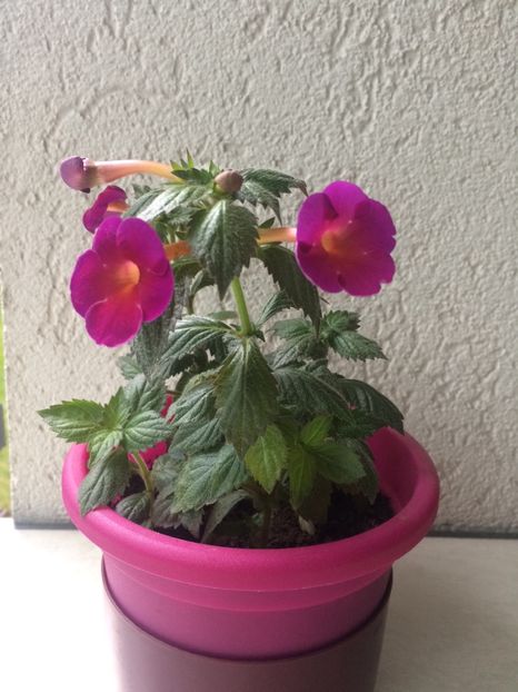 1.05.2020- BriD’s Maria - Achimenes 2020