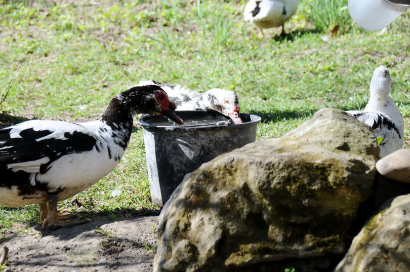  - 04 Rate lesesti 2020