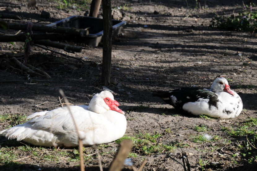  - 04 Rate lesesti 2020