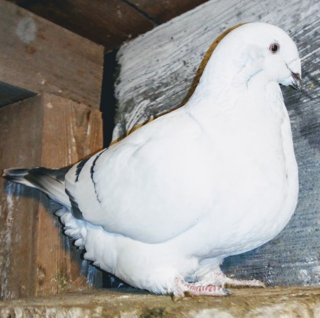  - - A - A - A - A- W A R N I N G !