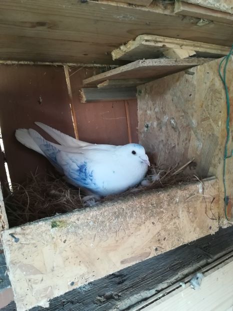  - Voiajori pui iulie 2020