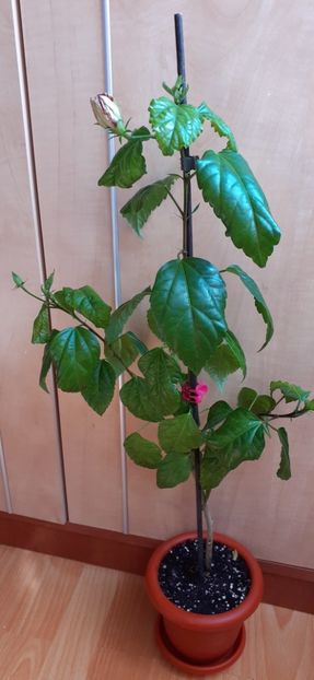 Baptistii - Hibiscus 2015-2024
