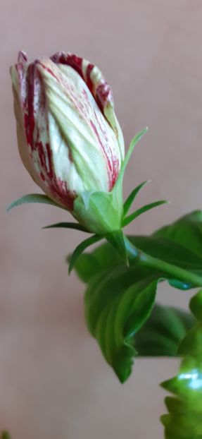 Boboc baptistii - Hibiscus 2015-2024