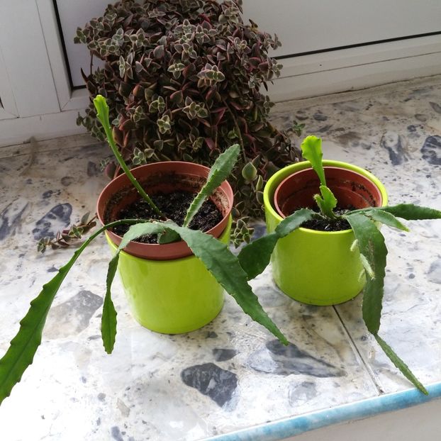 Epifhilium roz . - 2020