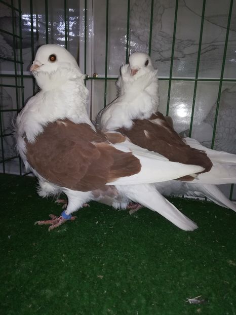  - Pescarusi Chinezi 2019