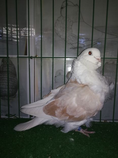  - Pescarusi Chinezi 2019