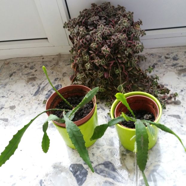 20200501_184645-1 - 2020