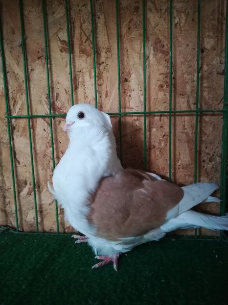  - Pescarusi Chinezi 2019