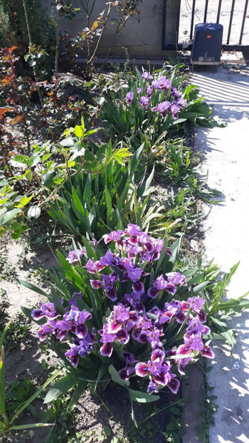 Beauty Mark - Gradina primavara 2020